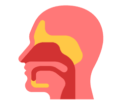 Throat Anatomy